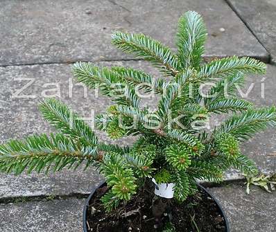 jedle - Abies veitchii 'Hedegot'