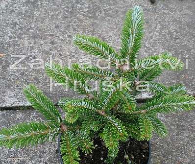 jedle - Abies veitchii 'Hedegot'