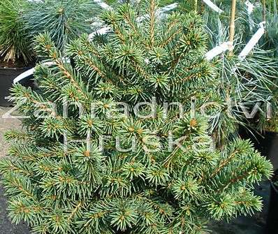 smrk - Picea abies 'Milavy'