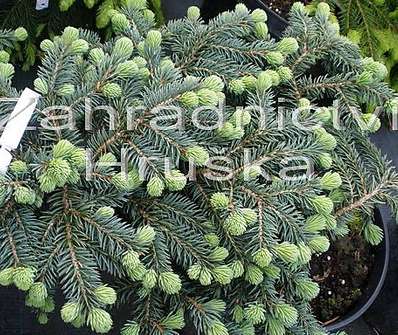 smrk - Picea pungens 'Walbrun'