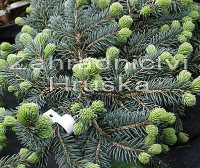 smrk - Picea pungens 'Walbrun'