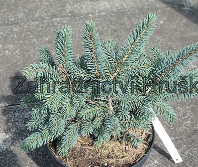 smrk - Picea pungens 'Walbrun'