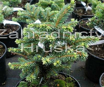 smrk - Picea abies 'Výsluní'