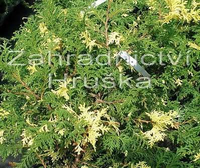 cypřišek - Chamaecyparis lawsoniana 'Aureovariegata'