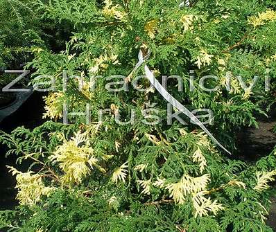 cypřišek - Chamaecyparis lawsoniana 'Aureovariegata'