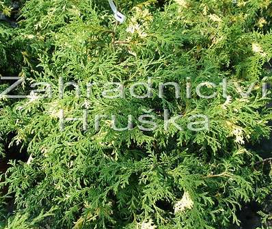 cypřišek - Chamaecyparis lawsoniana 'Aureovariegata'