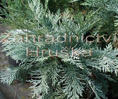 cypřišek - Chamaecyparis lawsoniana 'Pembury Blue'