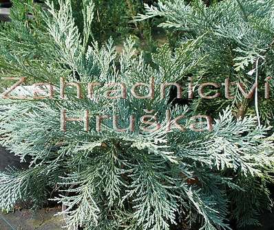 cypřišek - Chamaecyparis lawsoniana 'Pembury Blue'