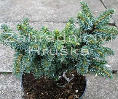 smrk - Picea sitchensis 'Papose'.