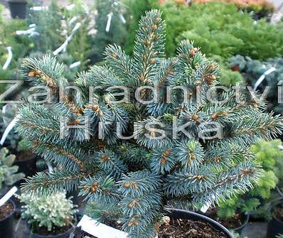 smrk - Picea sitchensis 'Papose'.