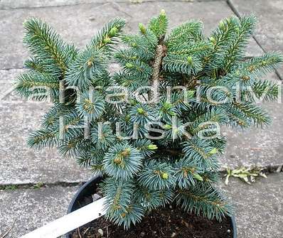 smrk - Picea sitchensis 'Papose'.