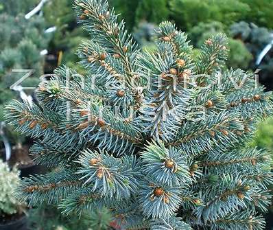 smrk - Picea sitchensis 'Papose'.