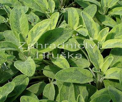 Salvia officinalis Aurea