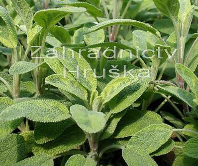 Salvia officinalis Aurea