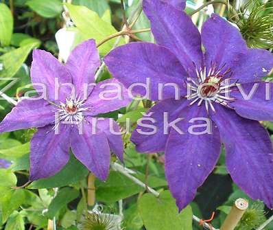 plamének - Clematis 'The President'