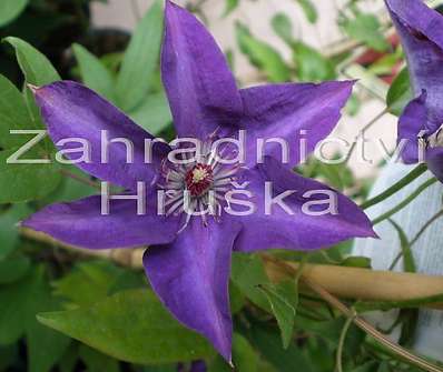 plamének - Clematis 'The President'