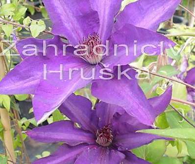 plamének - Clematis 'The President'