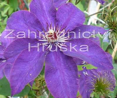 plamének - Clematis 'The President'