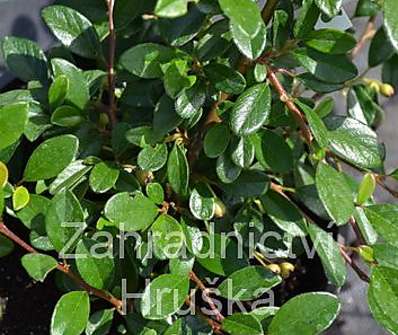 skalník - Cotoneaster dammeri 'Miranda'