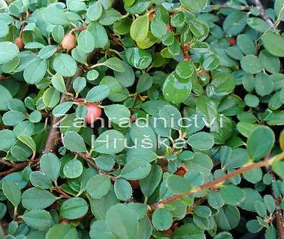 skalník - Cotoneaster buxifolia 'Nana'