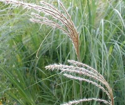 ozdobnice - Miscanthus sinensis 'Graziella'