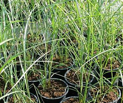 ozdobnice - Miscanthus sinensis 'Graziella'