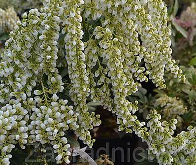 Pieris japonica 'Cupido'