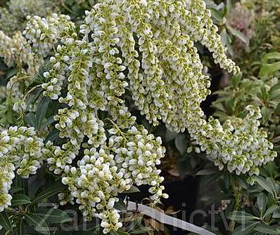 Pieris japonica 'Cupido'