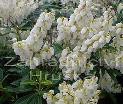 Pieris japonica 'Cupido'