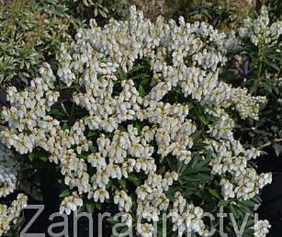 Pieris japonica 'Cupido'