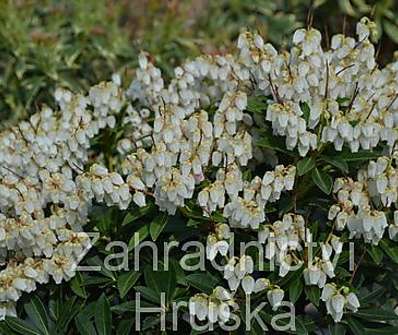 Pieris japonica 'Cupido'