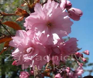 sakura - Prunus serrulata 'Royal Burgundi'.