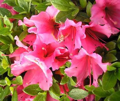 Azalea japonica 'Michiko'