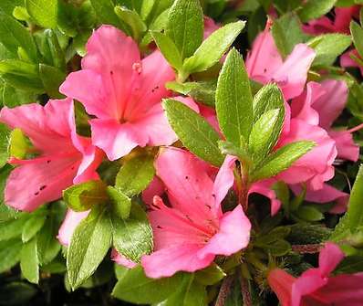 Azalea japonica 'Michiko'