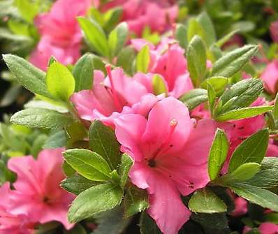 Azalea japonica 'Michiko'