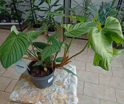 Philodendron