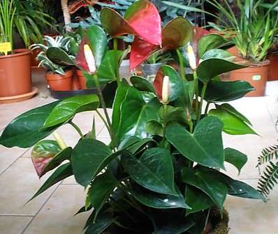 Anthurium