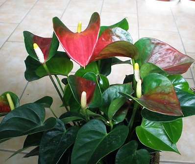 Anthurium