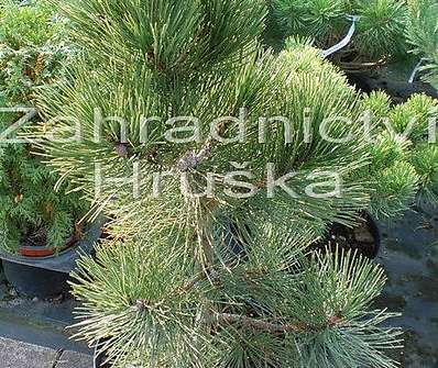 Borovice - Pinus nigra 'Malinky'