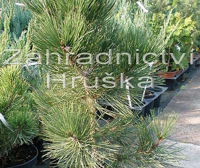 Borovice - Pinus nigra 'Malinky'