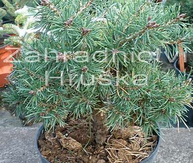 Borovice - Pinus sylvestris 'Schneewerdingen'.