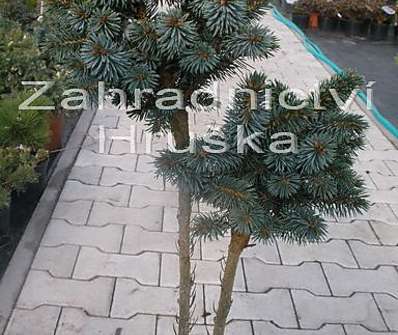 smrk - Picea sitchensis 'Papose' KM