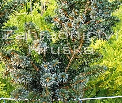 smrk - Picea sitchensis 'Papose' KM