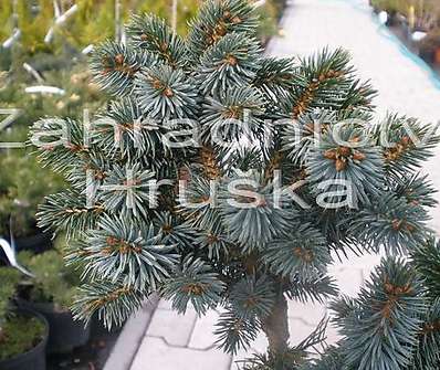 smrk - Picea sitchensis 'Papose' KM