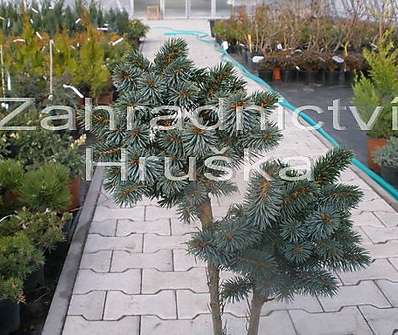 smrk - Picea sitchensis 'Papose' KM