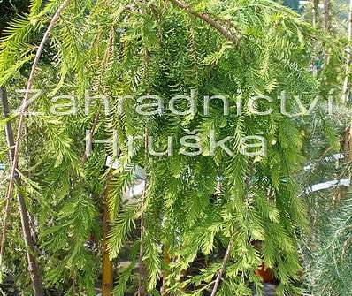 tisovec - Taxodium distichum 'Cascade Fells'