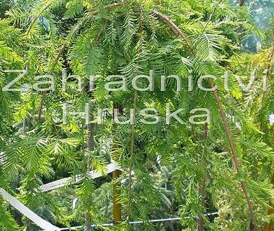 tisovec - Taxodium distichum 'Cascade Fells'