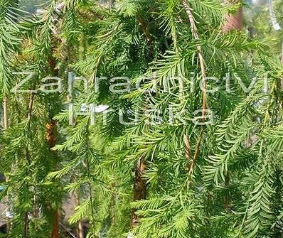 tisovec - Taxodium distichum 'Cascade Fells'