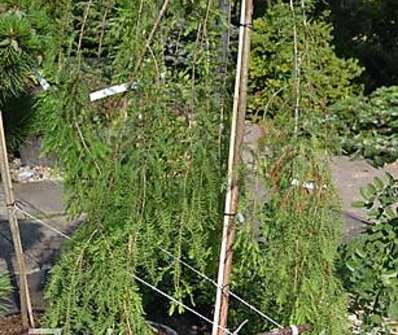 tisovec - Taxodium distichum 'Cascade Fells'