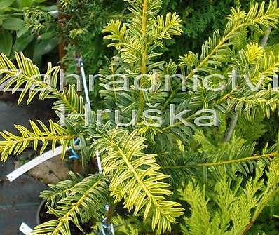 tis - Taxus baccata 'Dubany Gold' KM